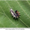 polygonia c-album larva4